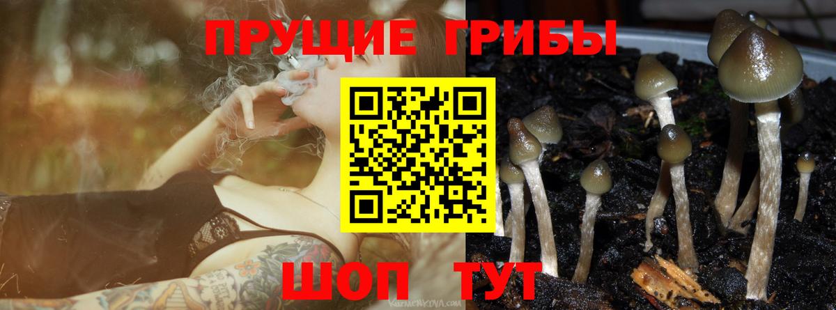 Орск  Псилоцибиновые грибы Cubensis  Вход с VPN 